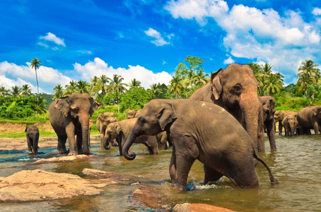 Srí Lanka - Pinnawalla
