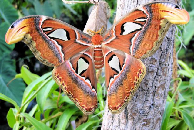 motyl