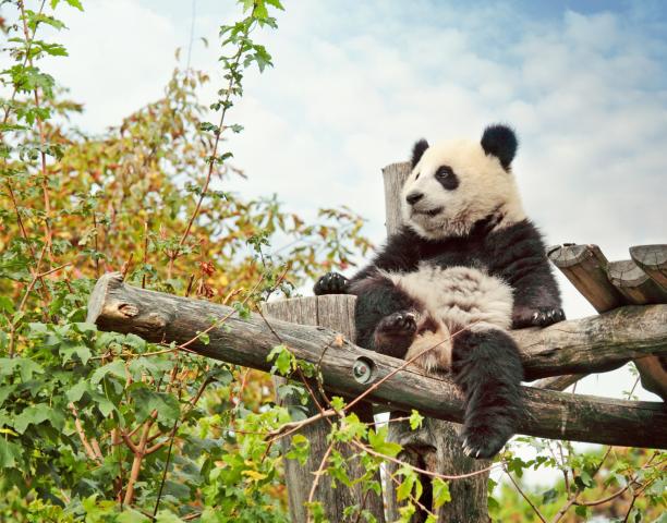 Panda