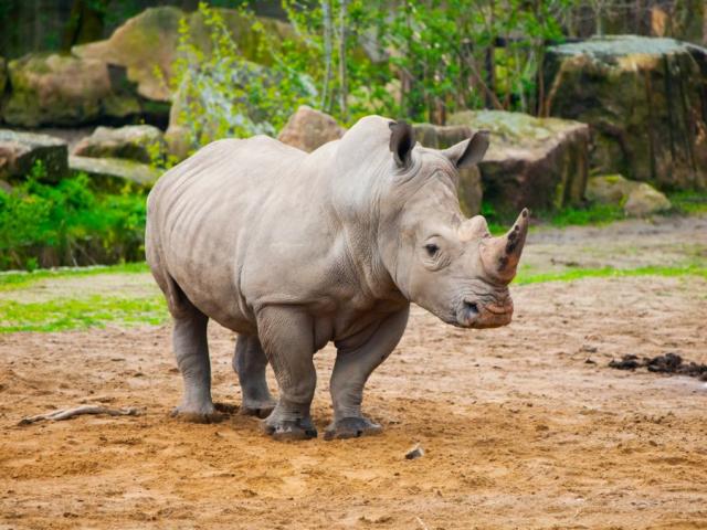 Safari Dvůr Králové