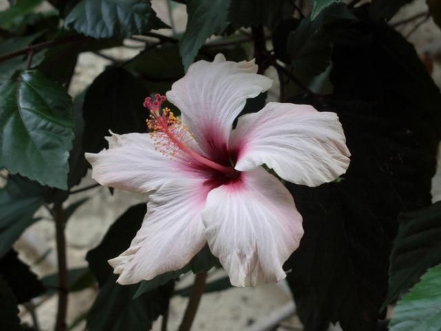 Cesotta