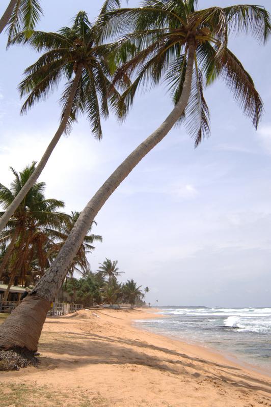 Sri-Lanka-Citrus-Hikkaduwa-1685