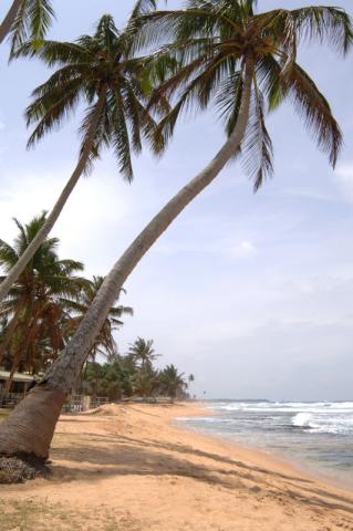 Sri-Lanka-Citrus-Hikkaduwa-1685