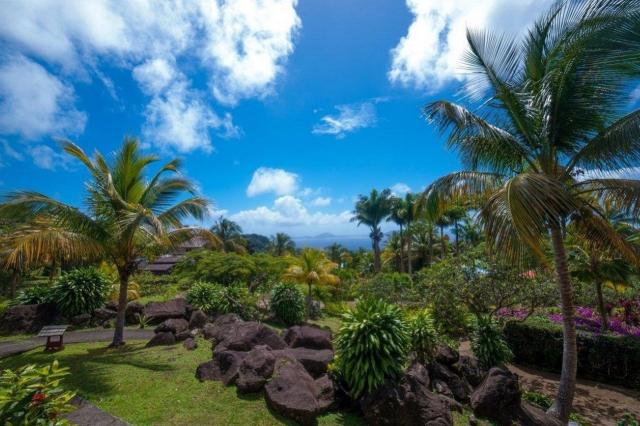 Le Jardin Malanga 3 (4)