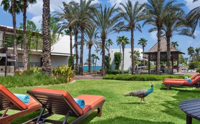 JA Palm Tree Court 1 (13)