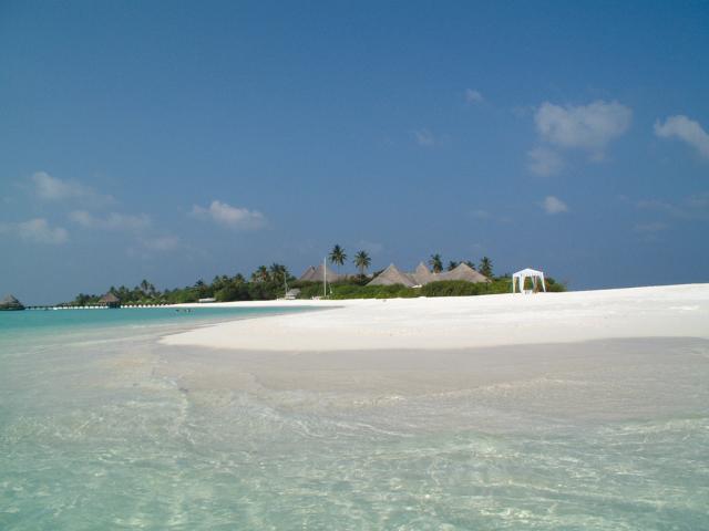 Coco Palm ext13 (1)