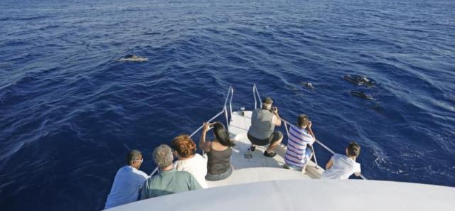 Dolphin