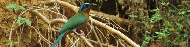 Tobago-MagdalenaGBR-15120