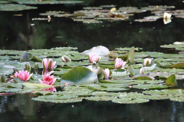 Normandie_Giverny_18.JPG
