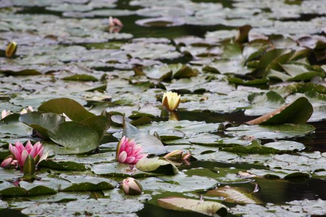 Normandie_Giverny_12.JPG