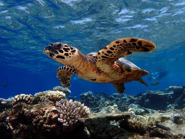 Maldives Baros (32)