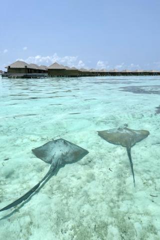 Cocoon Maldives 1 (24)