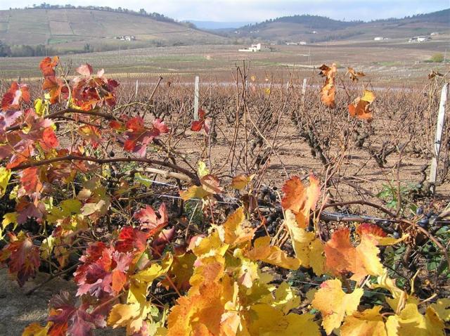 Beaujolais vinice Château Moulin a Vent.JPG
