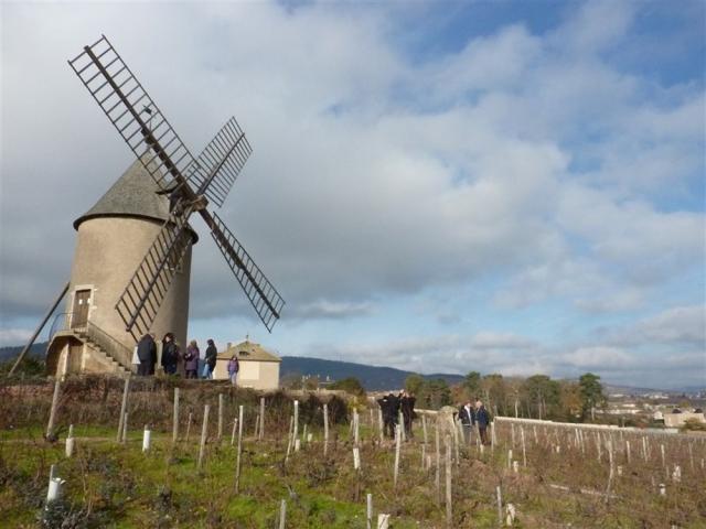 Beaujolais Moulin a Vent - mlýn a vinice.JPG