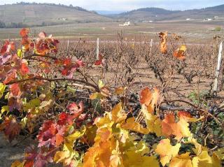 Beaujolais a Burgundsko, kláštery a slavnost vína