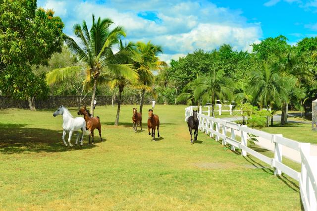 Horses - 2
