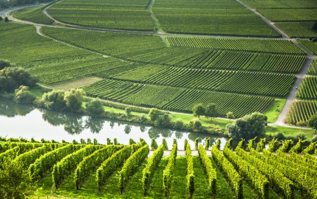 Mosela shutterstock_245059444