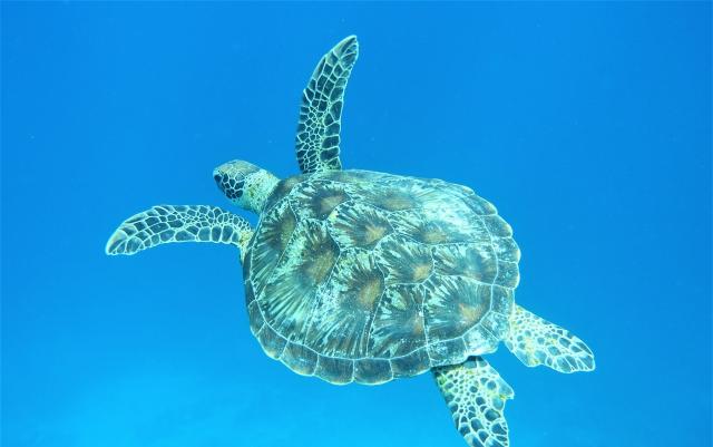 Raffles Maldives (11)