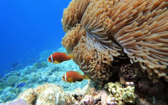Raffles Maldives (12)