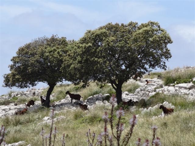 Jarní Mallorca 6