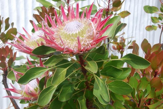 Madeira_2013_King protea_46808