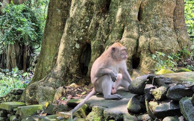 BS-Bali (8)