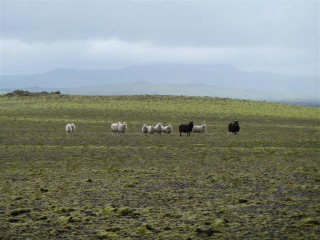 Islandské ovce.JPG