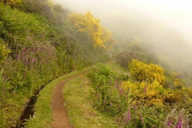 Madeira_levady.jpeg