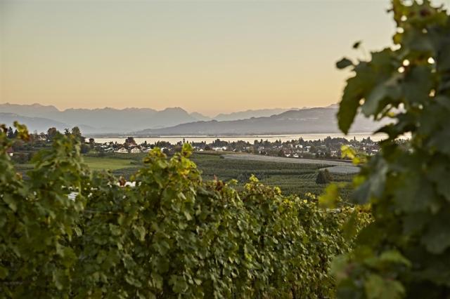 Weinberge_Lindau_Gert_Krautbauer1.jpg