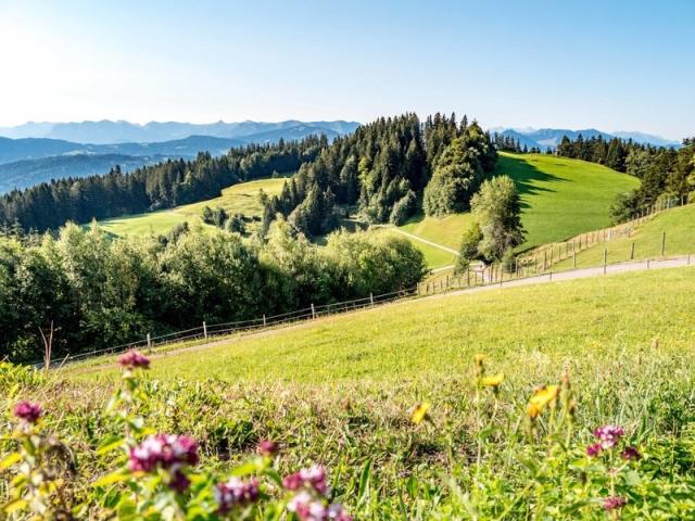 Wiese Pfänder _Christiane Setz - visitbregenz (c) Christiane Se