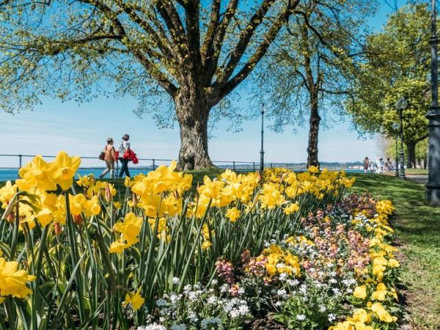 Molo Narzissen  (c) Christiane Setz - visitbregenz_Christiane S