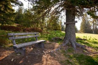 Léčivá síla lesů Pohorje