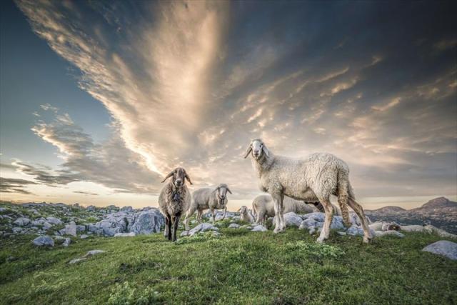 Dachstein-Krippenstein-Schafe-Foto