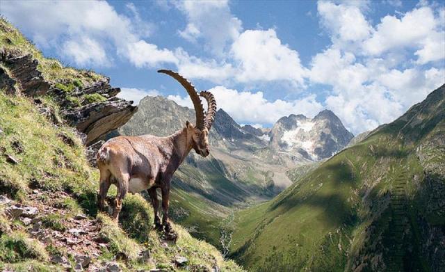 Steinbock Presse Pitztal