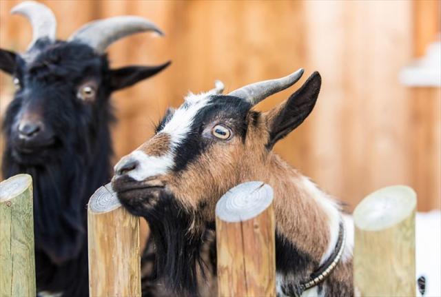 jufa_gitschtal_weissbriach_744_2