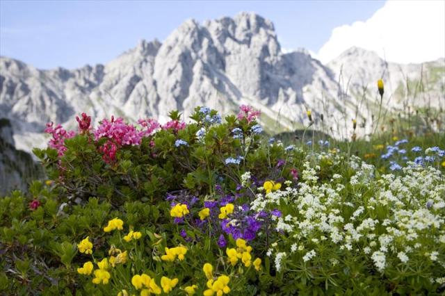 Dachsteinskabomba.dachstein1000.JPG