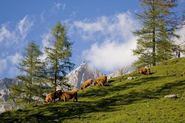 Dachsteinskabomba.ramsau11111.JPG
