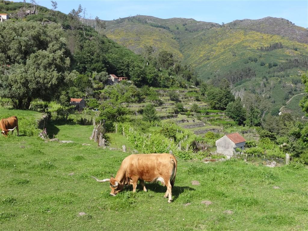 Soajo 2