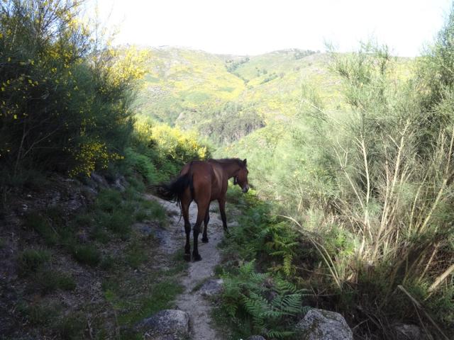 Soajo 3