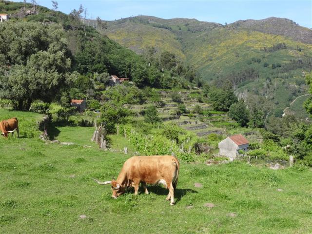 Soajo 2