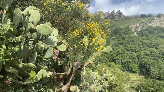 Ischia IMG_4914.JPEG