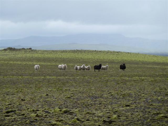 Islandské ovce.JPG