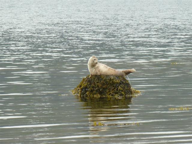 Tuleň, severní fjordy.JPG