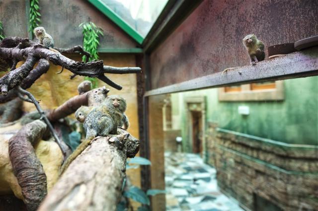 wellness-hotel-babylon-liberec-interier-mini-zoo.jpg