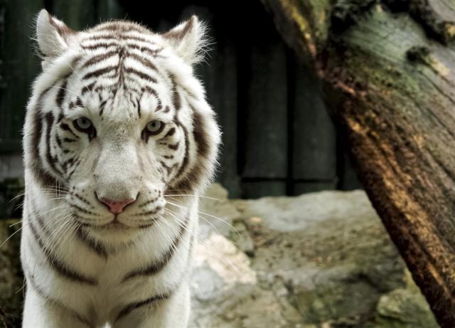 hotel-babylon-ceska-republika-liberec-aktivity-zoo-liberec.jpg