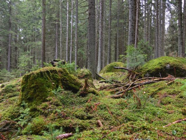 hotel-srni-sumava-les.jpg.jpg