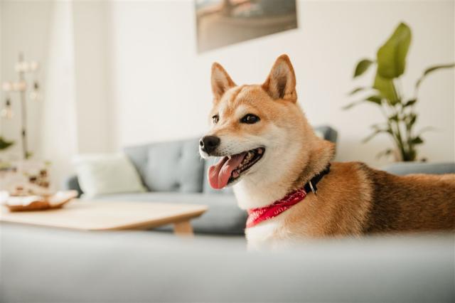 hotel-rehavital-jablonec-nad-nisou-dog.jpg