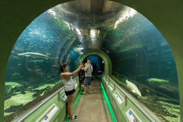 tisza akvarium 1.jpg