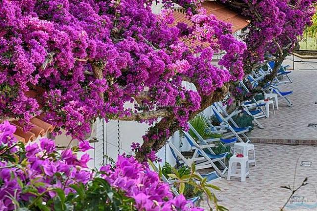 Hotel Parco Cartaromana
