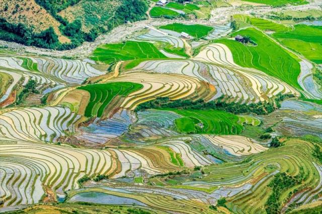 VIETNAM_31_FIELD.JPG